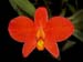Sophronitis_mantiqueira