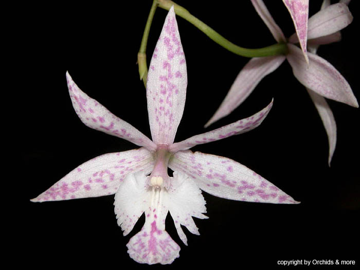 Barkeria spectabilis x Epi. criniferum