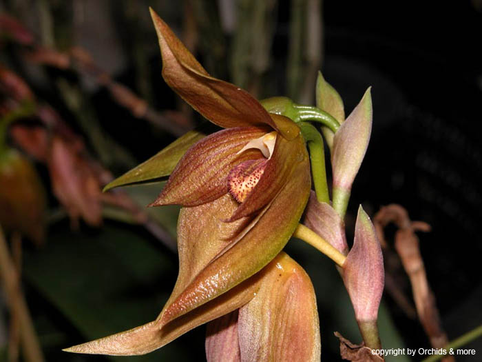 Bulbophyllum_mandibulare