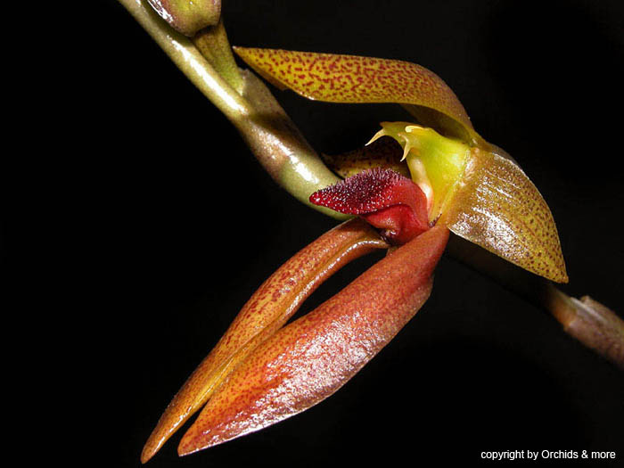 Bulbophyllum_mearnsii