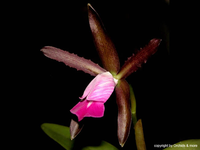 Cattleya_dormaniana