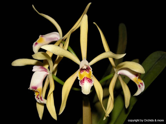 Cattleya_iricolor