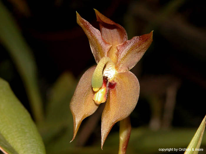 Chrysocycnis_schlimii