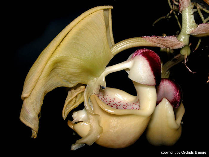 Coryanthes_verrucolineata