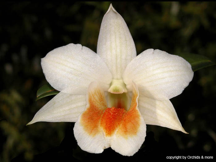 Dendrobium_Dawn_Maree