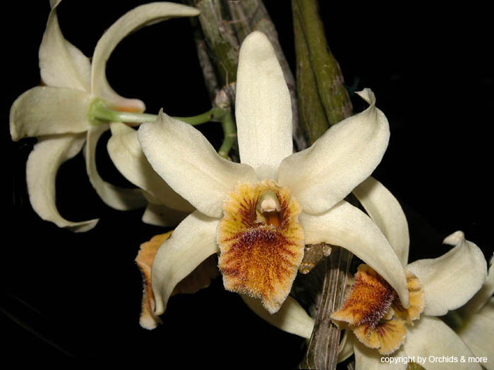 Dendrobium_heterocarpum_Indien