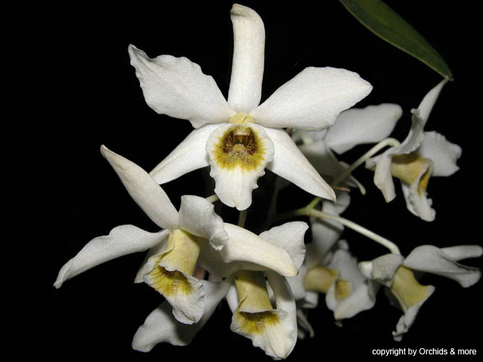 Dendrobium_heterocarpum_philippinen