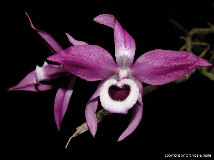 Dendrobium_lituiflorum