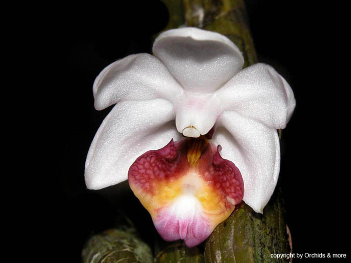 Dendrobium_orbilobulatum