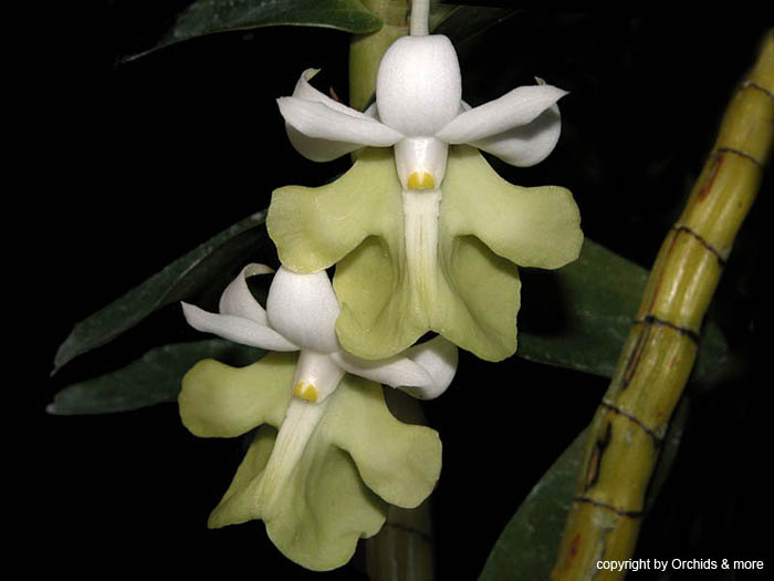 Dendrobium_uniflorum