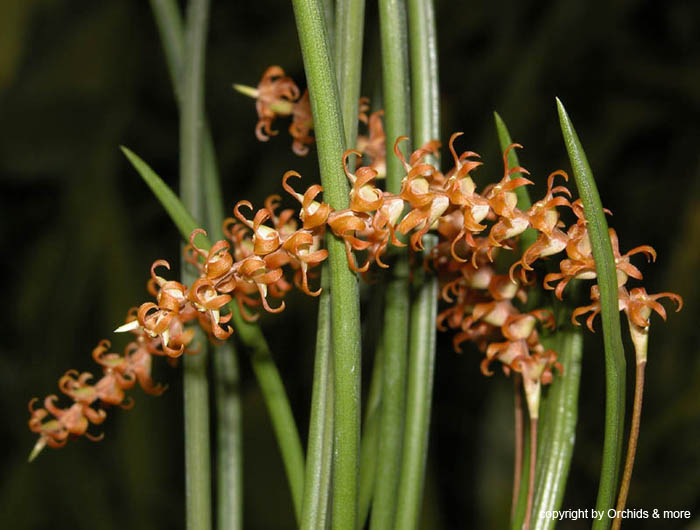 Dendrochilum_spec_philippinen
