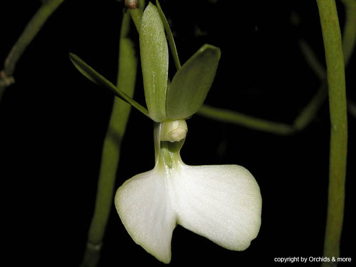 Dendrophylax_funalis