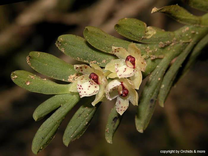 Dichaea_spec