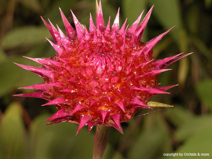 Elleanthus capitatus