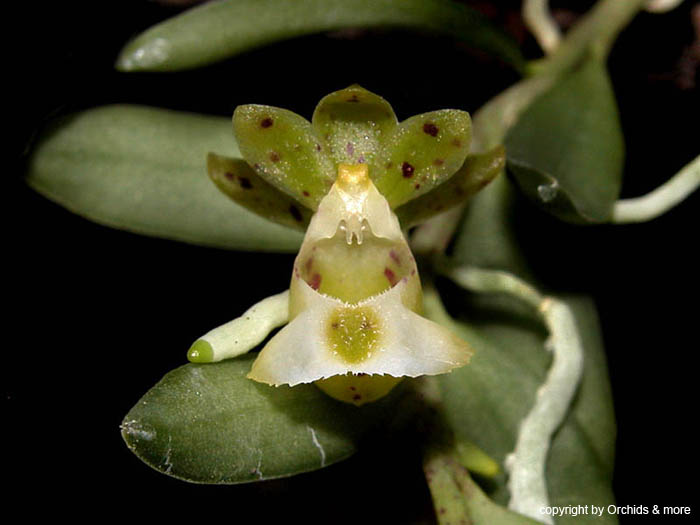 Gastrochilus_distichus