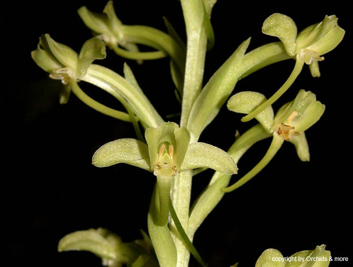 Habenaria_obtusa