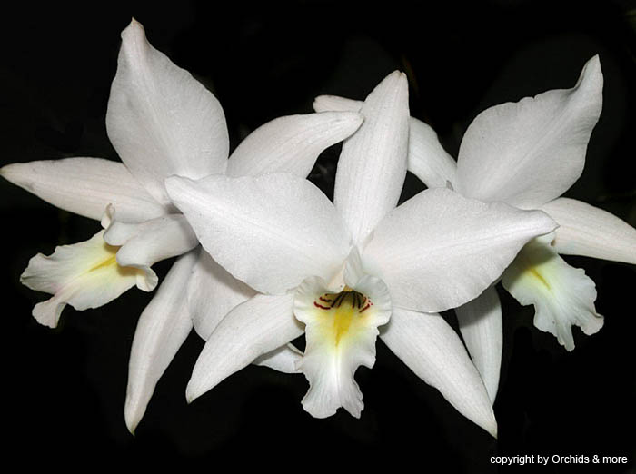 Laelia anceps subsp. dawsonii