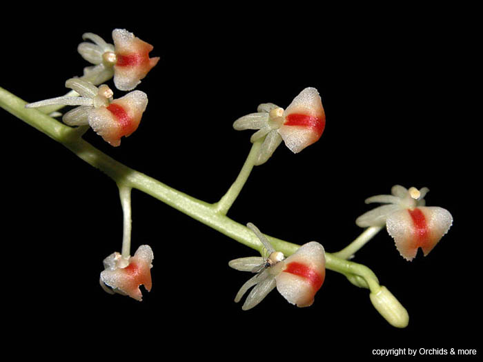 Liparis_rhombea