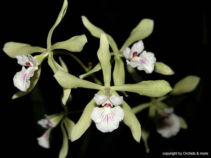 encyclia_profusa