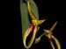 Bulbophyllum_levanae
