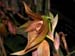 Bulbophyllum_mandibulare