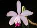 Cattleya Claesiana