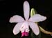 Cattleya_Claesiana
