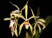 Cattleya_iricolor