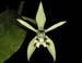 Coelogyne_brachyptera