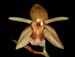 Coelogyne_quinquelamellata