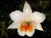 Dendrobium_Dawn_Maree