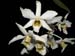 Dendrobium_heterocarpum_philippinen