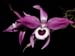Dendrobium_lituiflorum