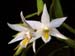 Dendrobium_sutepense