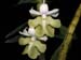 Dendrobium_uniflorum