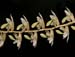 Dendrochilum
