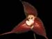 Dracula_terbochii