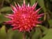 Elleanthus capitatus