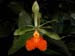 Epidendrum pseudoepidendrum
