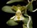 Gastrochilus_distichus
