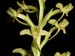 Habenaria_obtusa