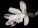 cattleya_intermedia 'dwarf'