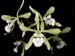 encyclia_profusa