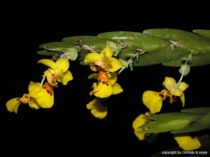 Lockhartia_oerstedii