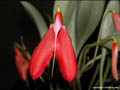 Masdevallia exaltata