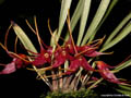 Masdevallia roseola
