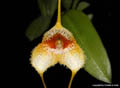 Masdevallia strobelii