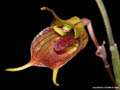 Masdevallia torta