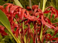 Maxillaria calantha