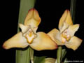 Maxillaria molitor